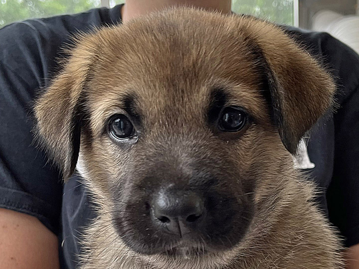 chinook puppy
